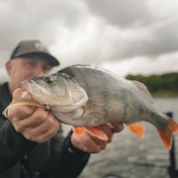 Fox Rage Scent Shads